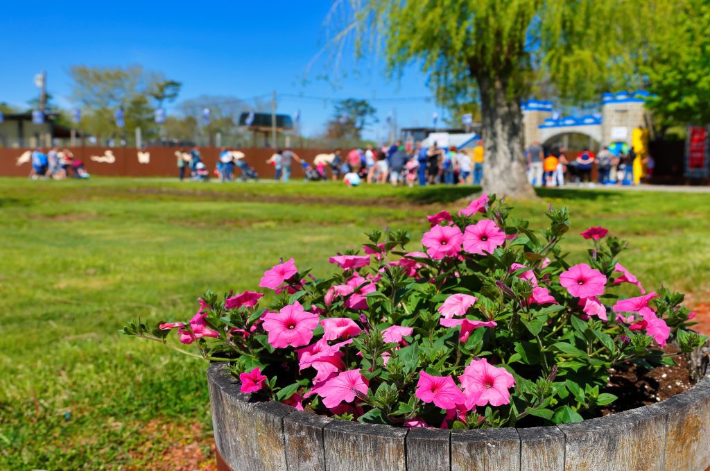 People lined up at the entrance to Wild Kingdom Park, with a pot of bright pink geraniums in the foreground.