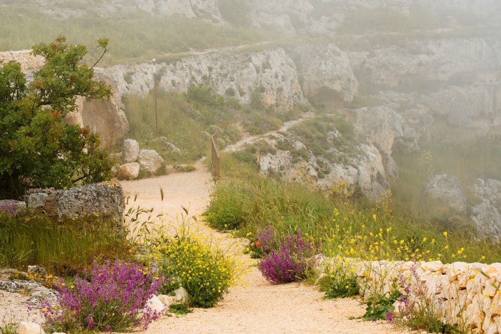 A path edged with purple and green shrubs leading through a rocky landscape near Matera.