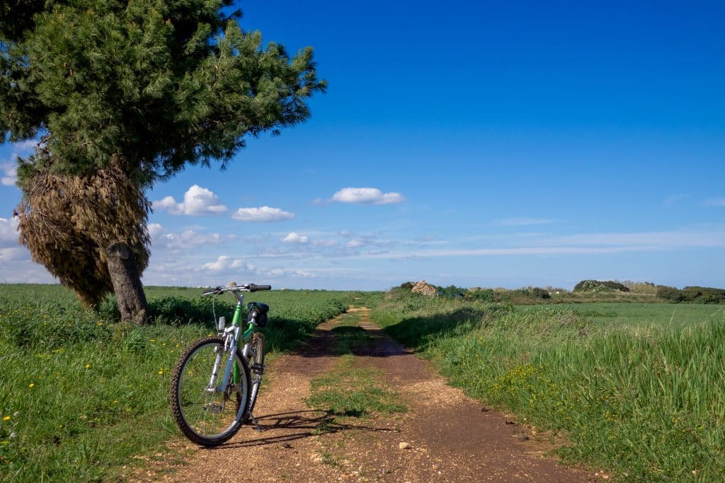 A bike standing alone on a dirt path in the countryside in Italy, next to a gnarled olive tree.