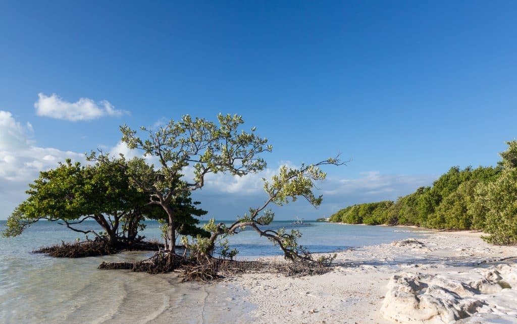 A few trees growing out of the surf on the edge of a white sand beach in the Florida Keys.