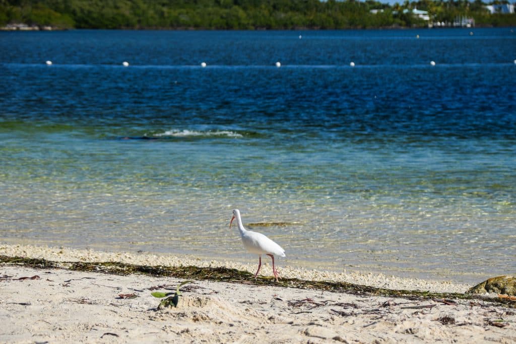 A white bird walking the white sand beach in Key Largo.