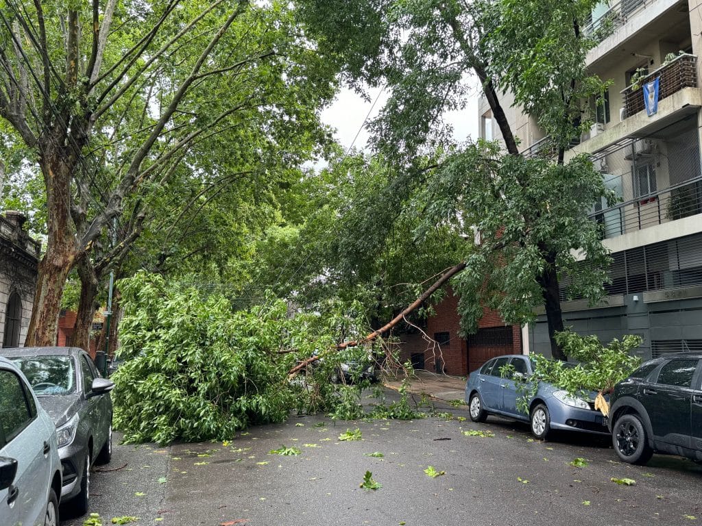 A street in Buenos Aires with several trees lying in the street after a storm.