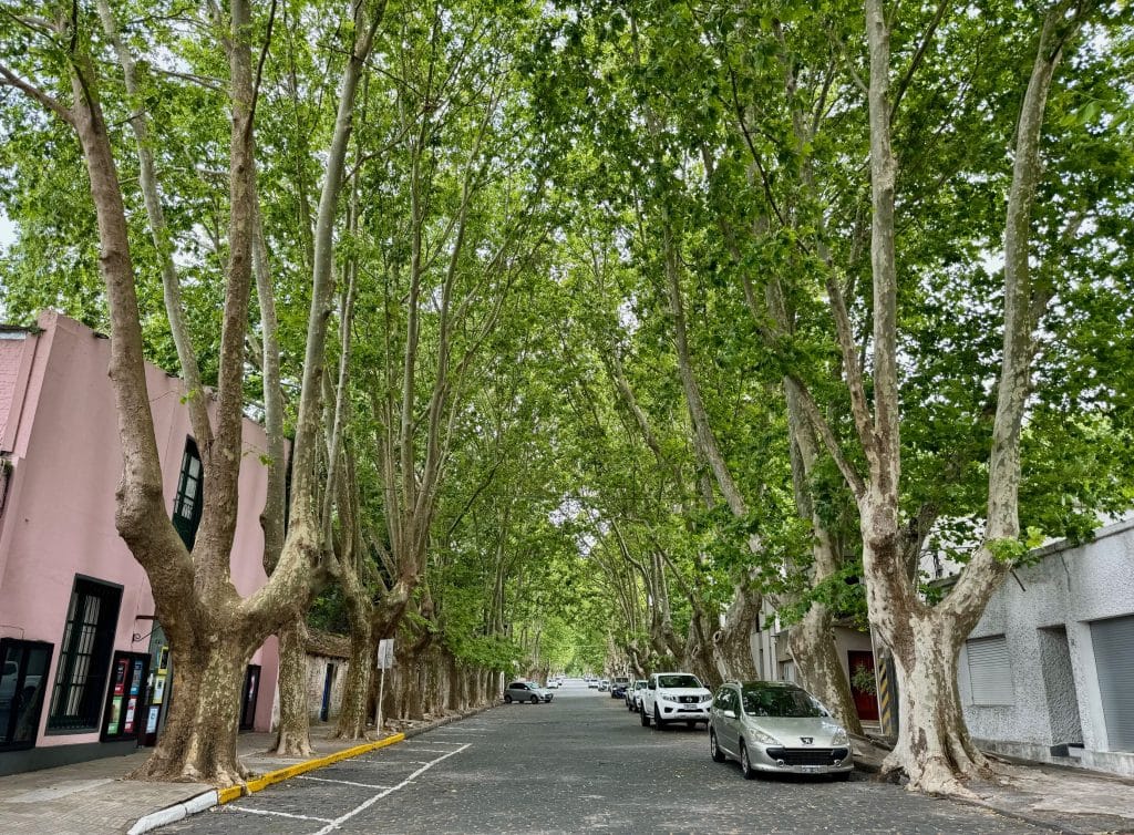 A street of small colorful homes lined with tall, green trees in Uruguay.