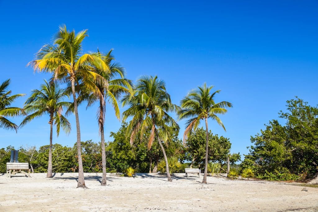 A beach with palm trees and soft white sand.