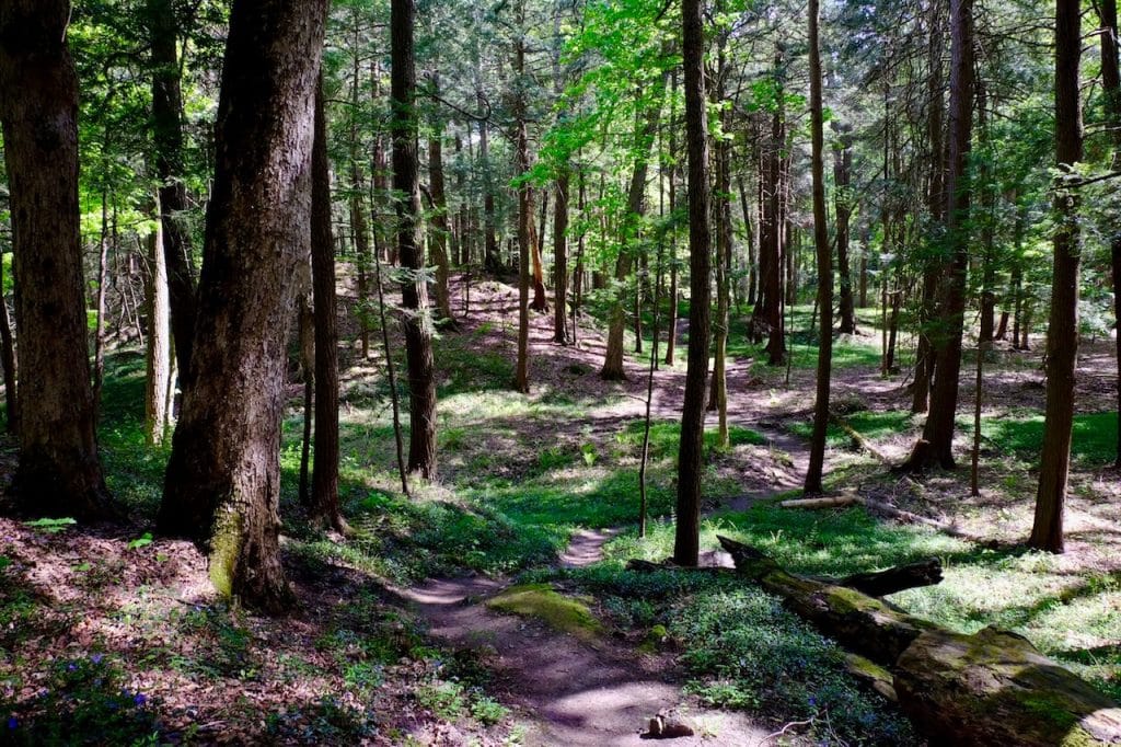 A path leading through a forest in Lenox, Mass.