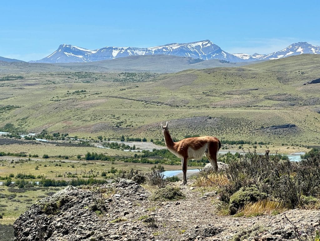A guanaco (llama-like animal) posing for the camera, Patagonian mountains behind him.