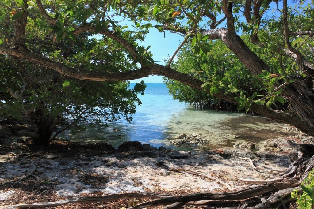 A tiny white beach tucked in among curving trees surrounded by mangroves.