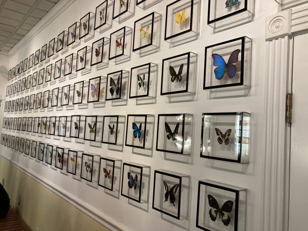 A wall filled with butterflies enclosed in glass cases.