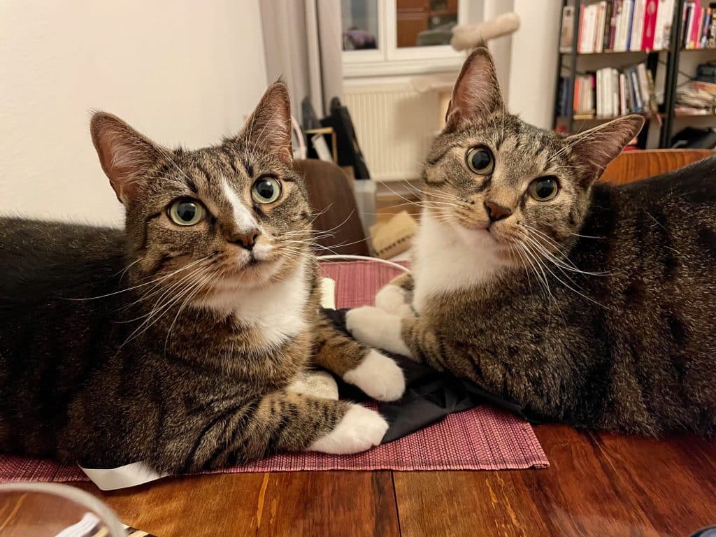 Two gray tabby cats with white bellies and white paws sitting facing each other with wide eyes.