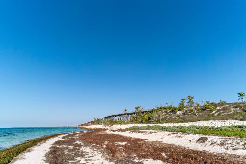 A white sand beach topped with lots of brown seaweed.