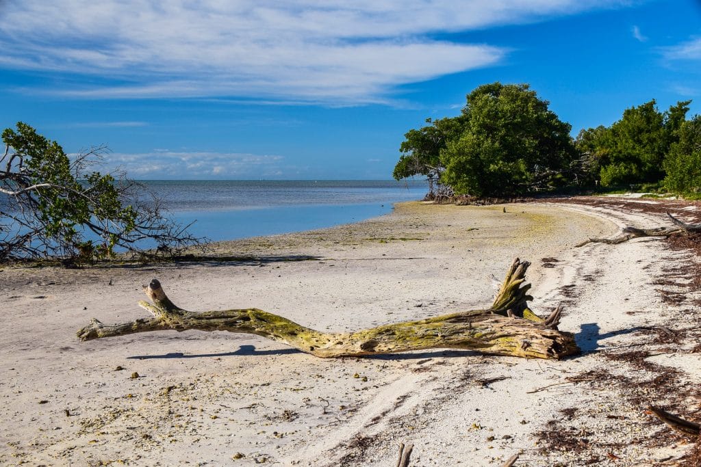 A slightly ramshackle beach with big pieces of driftwood, surrounded by mangroves.