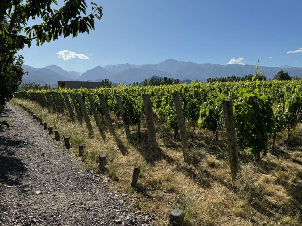Rows of vineyards leading up to the Andes Mountains.