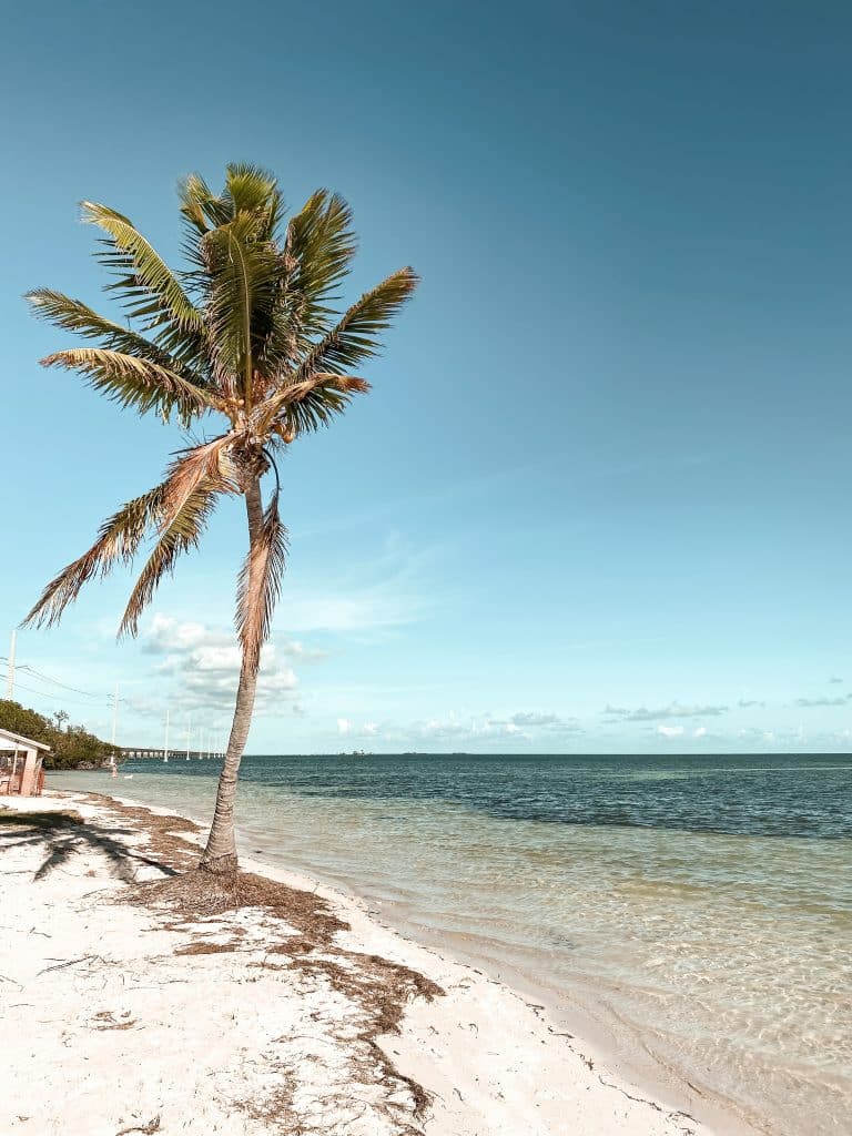 A lone palm tree on a white sandy beach in the Florida Keys.