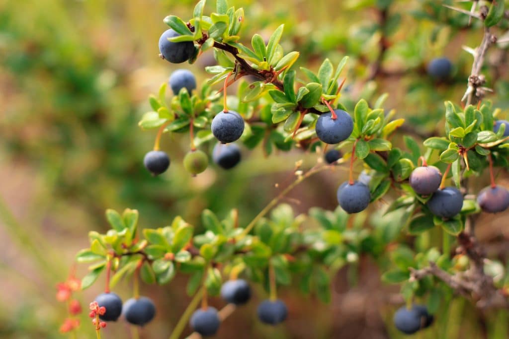 A berry bush filled with calafate berries, which look just like blueberries.