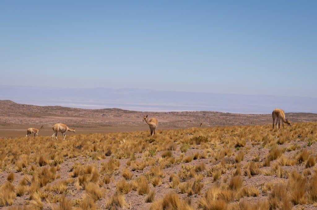 Five guanacos, llama-like animals, hanging out on a hillside covered with yellow desert flowers.