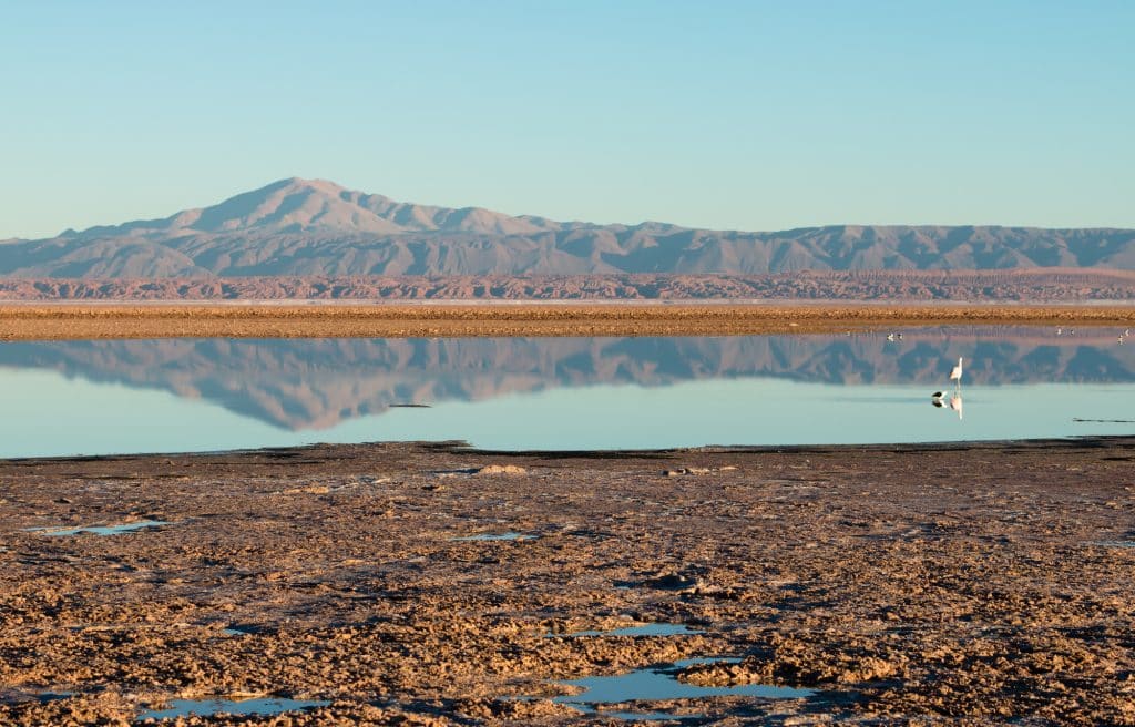 A flamingo drinking from a lake, which is reflecting a mountain in it.