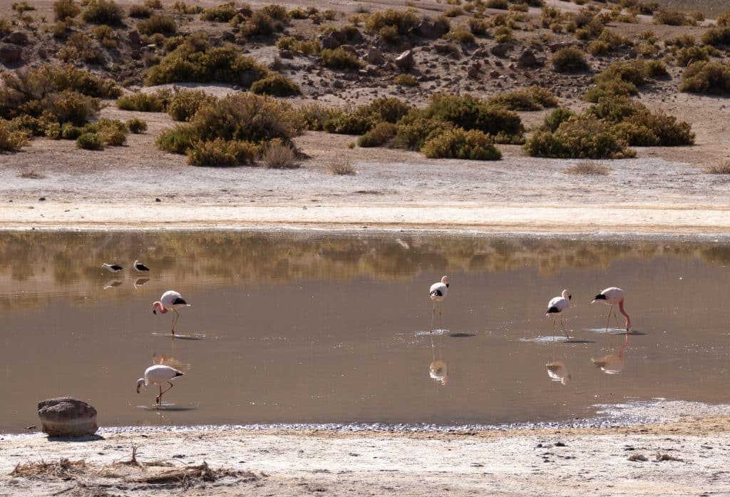 A brown lake with several pale pink flamingos bending their heads into the water, their reflections beneath them.