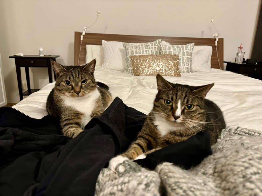 Murray and Lewis, two gray tabby cats, both lying on Kate's outstretched black hoodie.