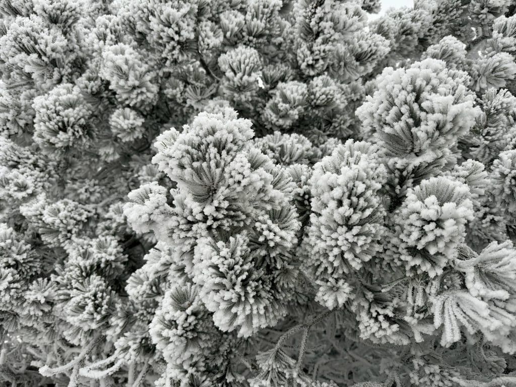 Perfect frozen snow-covered evergreen tree branches.