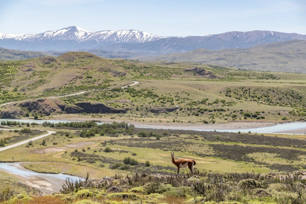 A view from above a Patagonia landscape: there's a river, lots of green hills, gray snow-capped mountains in the background, and a guanaco (llama-like animal) just standing there and posing!