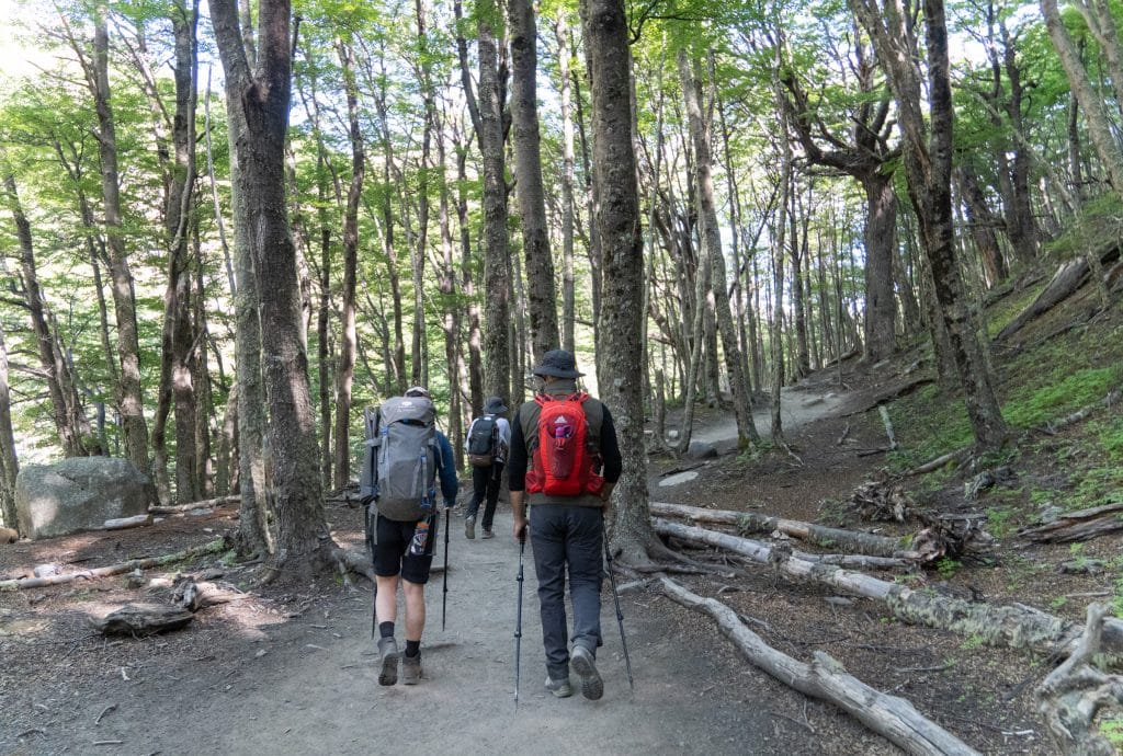 Two hikers with poles hiking through a forest.