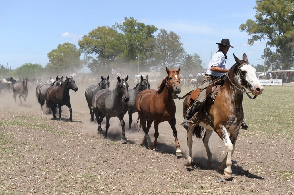 A gaucho in Argentina leading several horses in a line, on a dusty day.