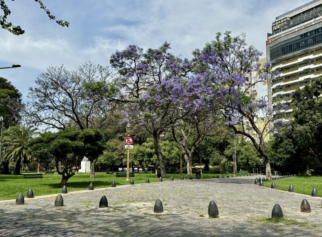 A garden in Buenos Aires with a jacaranda tree with bright purple flowers.