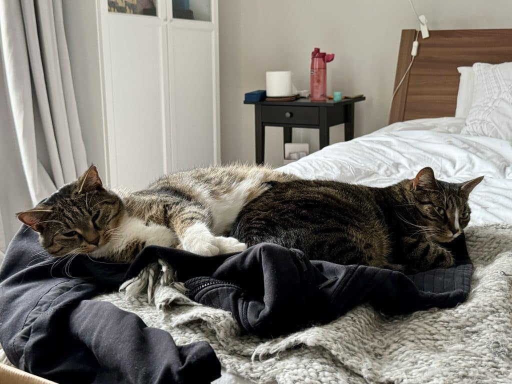 Lewis and Murray the little gray tabby cats cuddling together on a black hoodie.