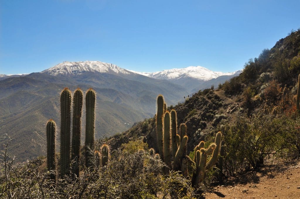 A mountain trail with cacti, and snow-covered mountains in the background.