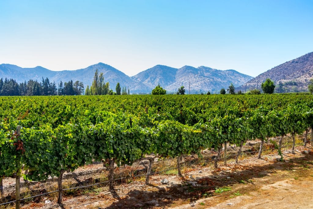 A vineyard set against mountains in Chile.