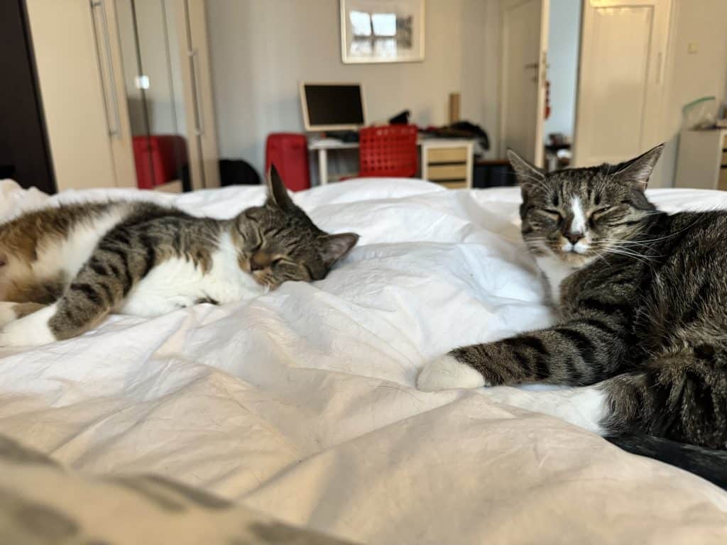 Murray and Lewis, two gray tabby cats with white bellies and white paws, curled up on a white bedspread.