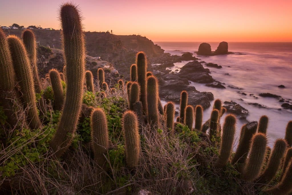 View of a beach underneath a pink sunset, with a big rock formation in the water. In the foreground are lots of cacti, fuzzy in the pink light.