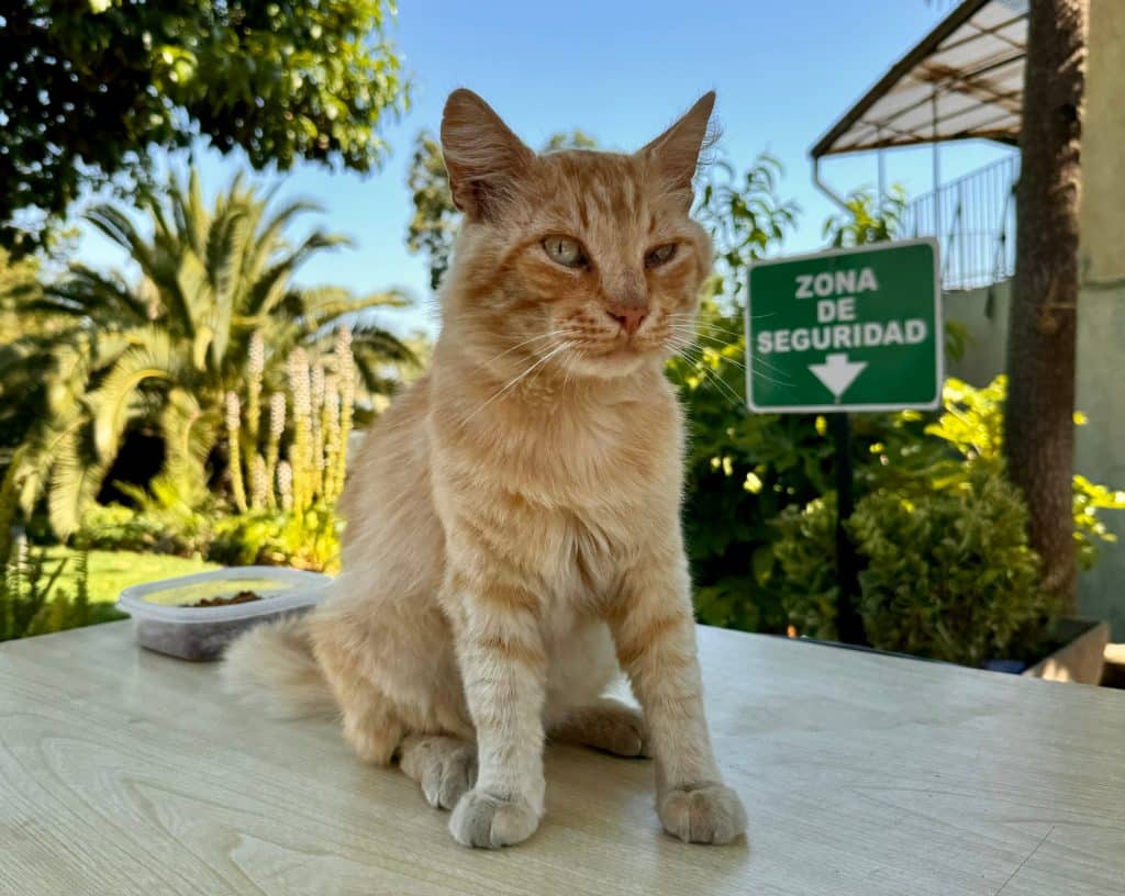 A sweet orange kitty guarding the Neruda house next to a sign reading Zona de Seguridad.