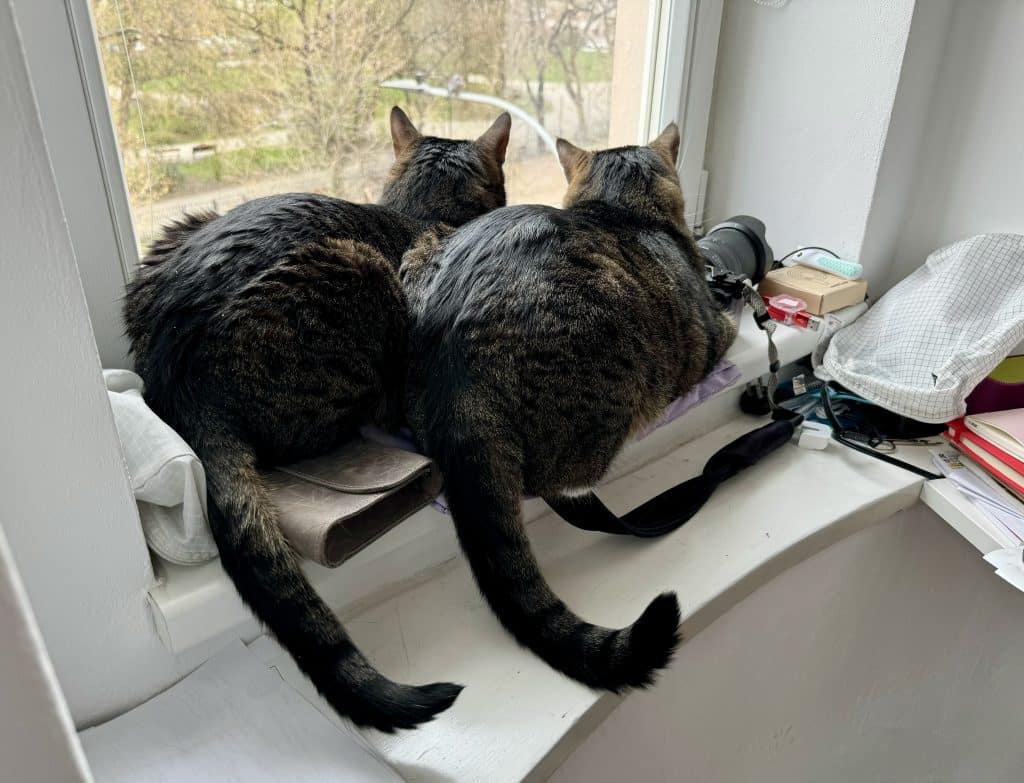Two small gray cats sitting side by side, their tails curved the exact same way, intently watching outside the window.