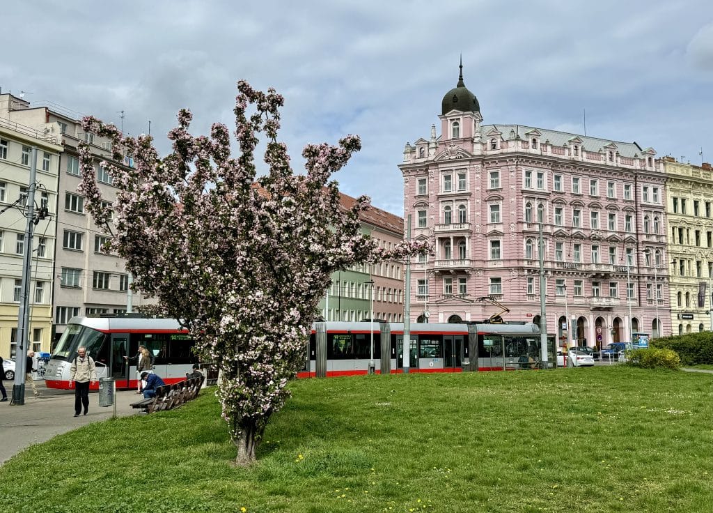 A brightly flowering tree in Prague, covered with pink flowers. Behind it, a tram and a pale pink crenellated building.