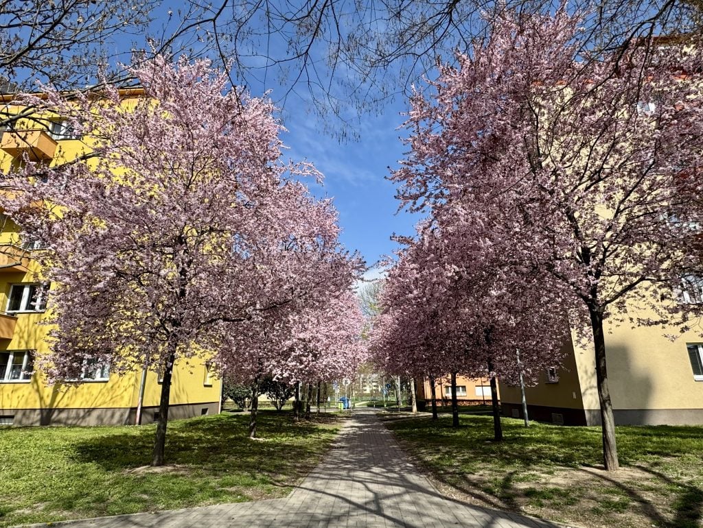 Two rows of cherry blossom trees in Prague, set between two yellow buildings underneath a bright blue sky.