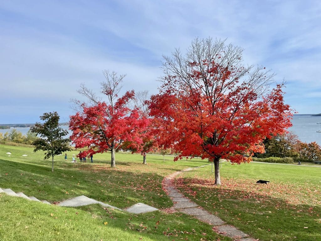 A few bright red Japanese maple trees on a hillside park next to the ocean.