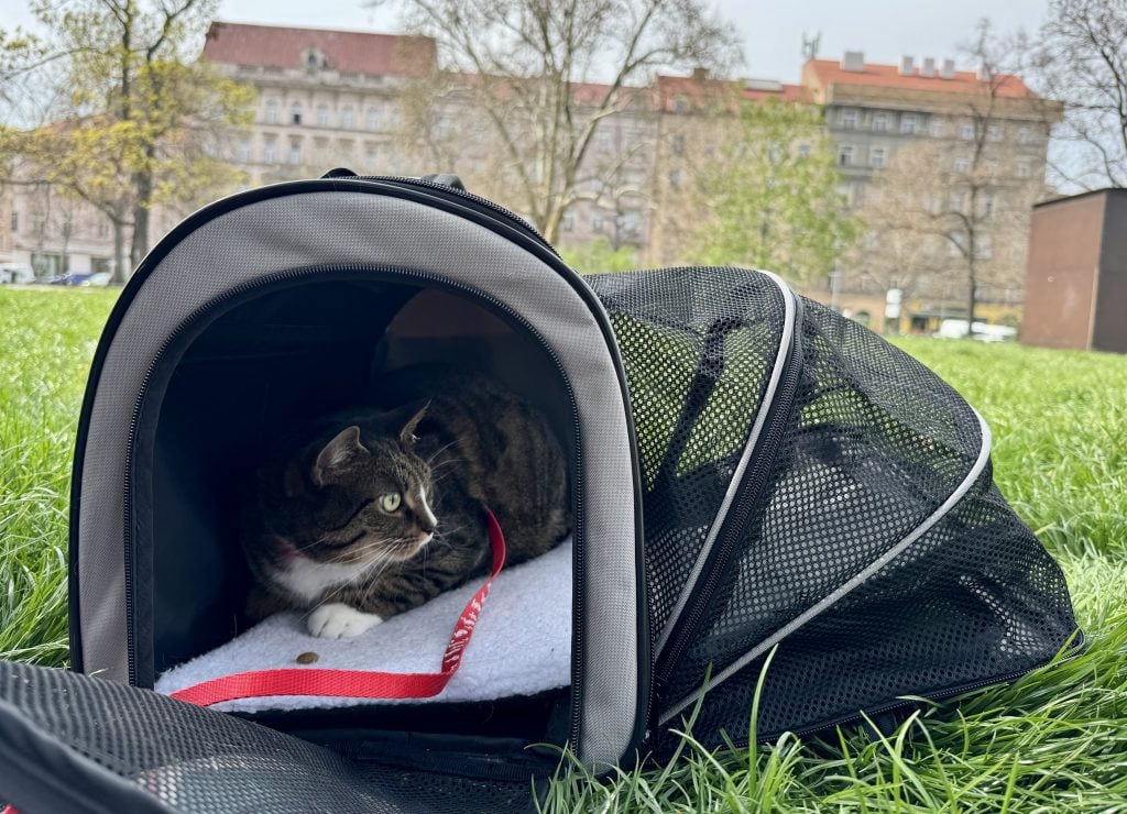 Lewis the cat in his carrier out on grass, looking apprehensively through the mesh.