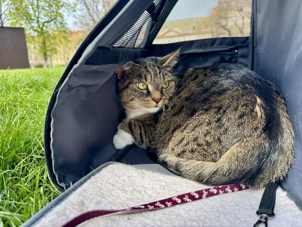 Murray outside in a carrier, looking a little bit scared and scrunched up.