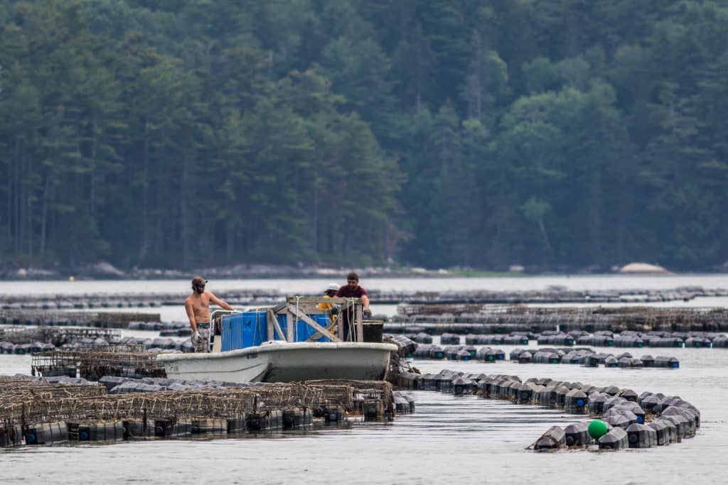 A few men, one shirtless, working out on a boat surrounded by oyster cages in the still water.