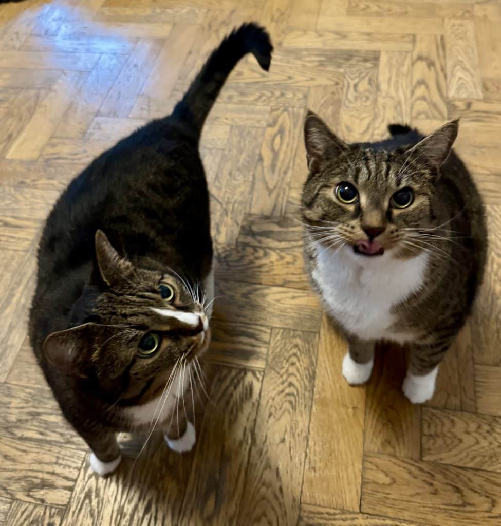 Lewis and Murray, two gray tabby cats with white bellies and white paws, looking up to the camera awaiting food.