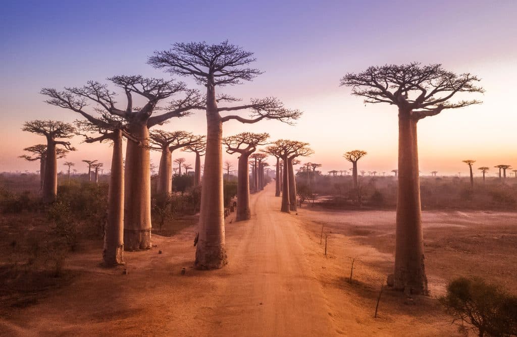 Tall baobab trees at sunset.