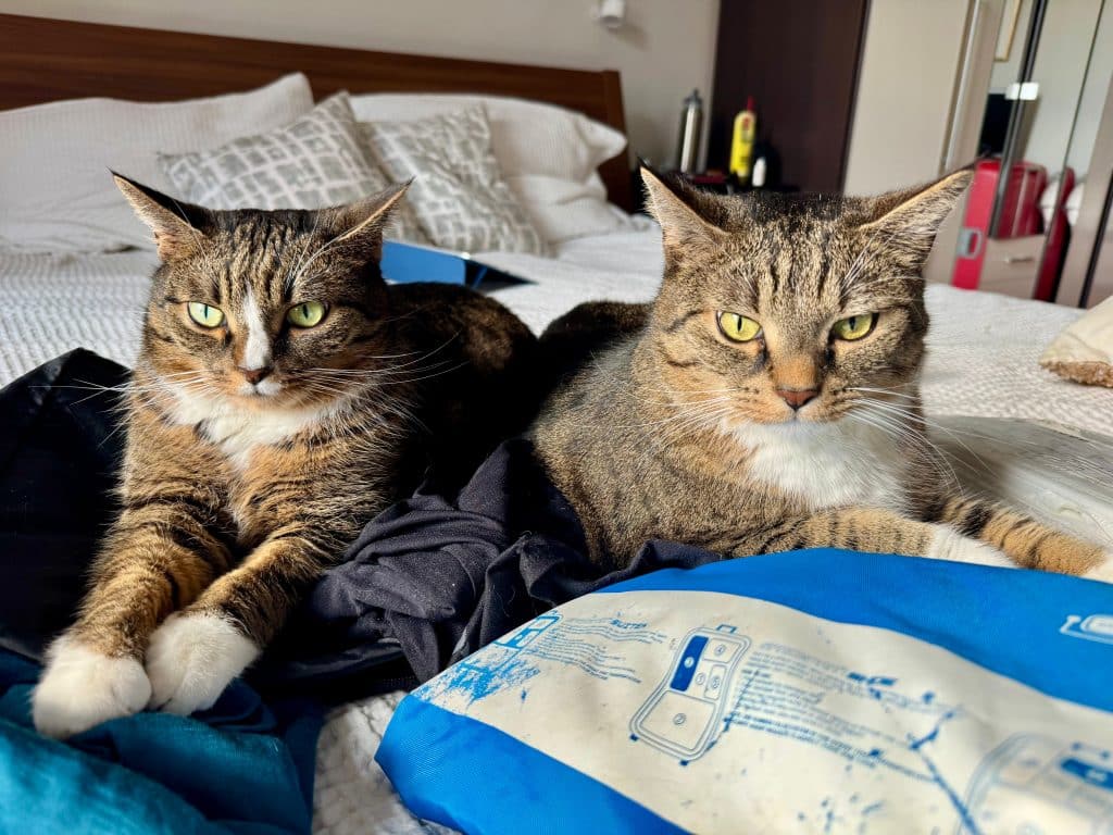 Lewis and Murray, two gray tabby cats with white bellies and paws, lying on the bed together and staring at the camera.