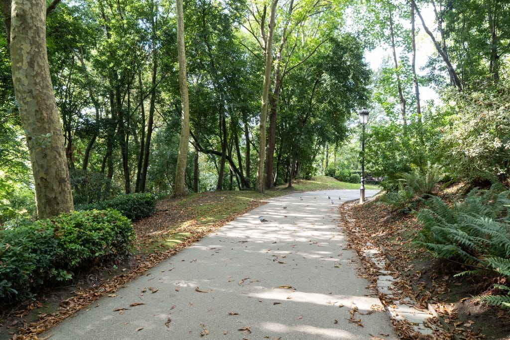 A walking path through a thickly wooded park with lots of trees.