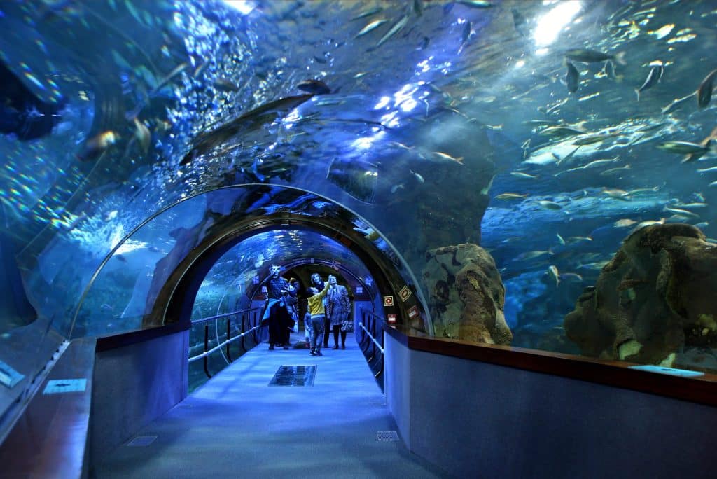 An aquarium where the ceiling is glass and the fish swim above you as you walk through.