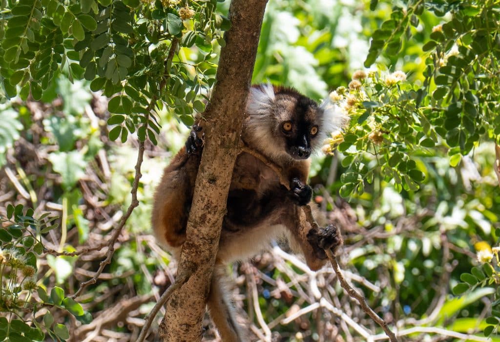 A brown lemur hanging out in the tree. He stares intensely with bright yellow eyes.