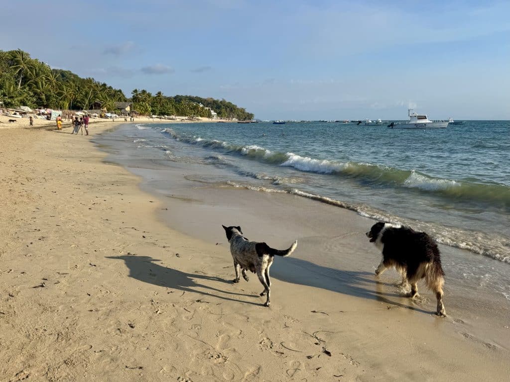Two dogs, one Bernese mountain dog and one smaller black and white dog, walking along a beach.