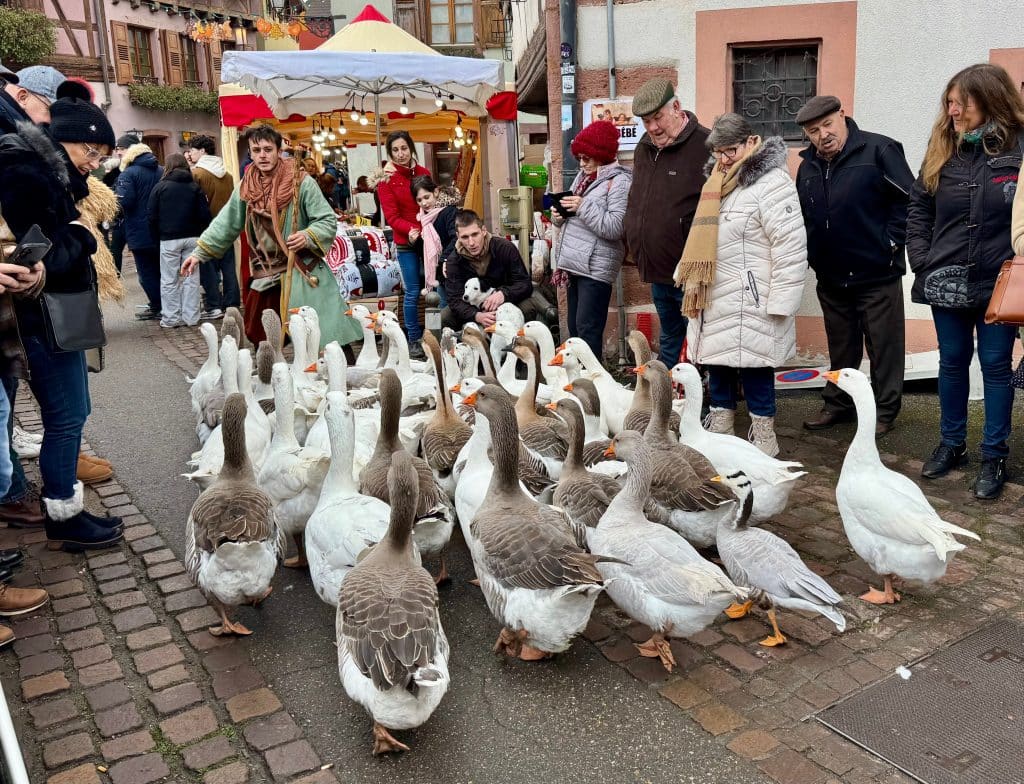 A man in costume herding a flock of geese down a crowded street at a busy town in France.