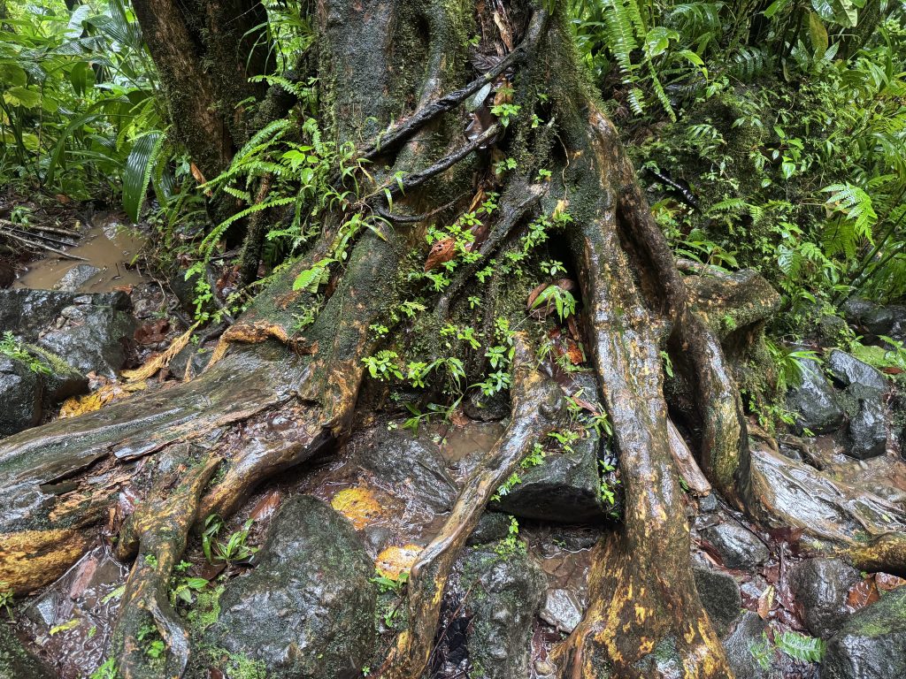 A trail full of gnarly tree roots glistening in the rain.