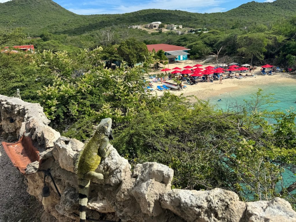 An iguana sitting on a stone wall overlooking a beautiful beach below.